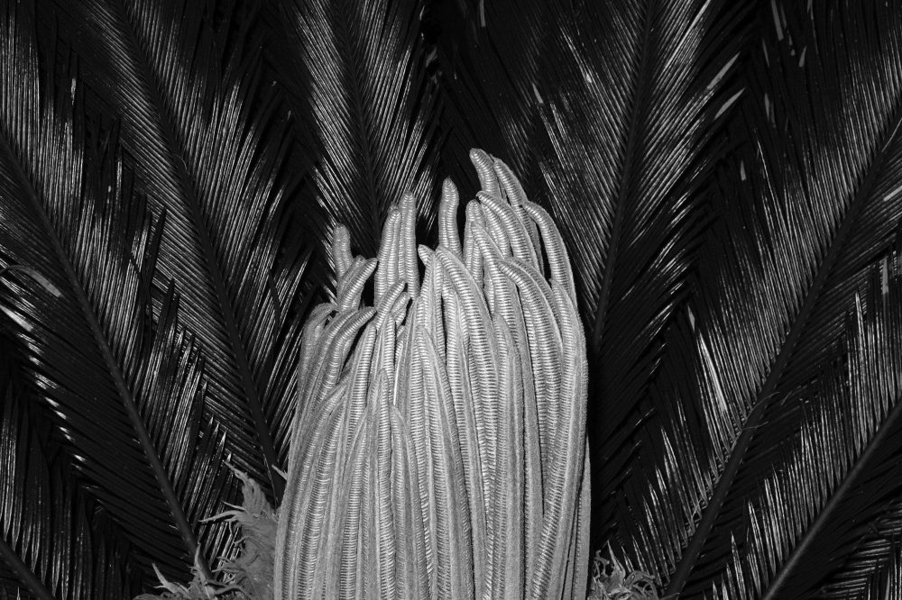 Untilted ( Palm  , 2012 )